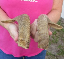 12 and 13 inch matching pair of ram sheep horns for sale for $20.00