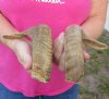 12 and 13 inch matching pair of ram sheep horns for sale. You are buying the pair of sheep horns pictured for $20.00