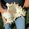 8 inch Murex Ramosus, giant murex shell (You are buying the shell pictured) for $13.00