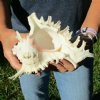 8 inch Murex Ramosus, giant murex shell (You are buying the shell pictured) for $13.00