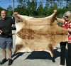 Red Hartebeest Skin Rug, Hide, 58" long and 46" wide.  You are buying the skin pictured for $150.00