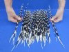 100 Thin Porcupine quills 11 to 16 inches - You are buying the quills shown for $70