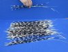 100 Thin Porcupine quills 12 to 19 inches - You are buying the quills shown for $70
