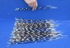 100 Thin Porcupine quills 13 to 18 inches - You are buying the quills shown for $70