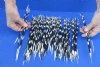 100 Thin Porcupine quills 9 to 12 inches - You are buying the quills shown for $70