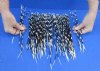 100 Thin Porcupine quills 9 to 14 inches - You are buying the quills shown for $70
