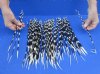 100 Thin Porcupine quills 12 to 16 inches - You are buying the quills shown for $70