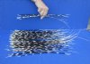100 Thin Porcupine quills 10 to 20 inches - You are buying the quills shown for $70