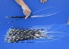 100 Thin Porcupine quills 11 to 20 inches - You are buying the quills shown for $70
