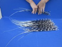 100 Thin Porcupine quills 9 to 21 inches - You are buying the quills shown for $70