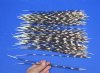 100 Thin Porcupine quills 11 to 15 inches - You are buying the quills shown for $70