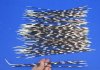 100 Thin Porcupine quills 12 to 14 inches - You are buying the quills shown for $70