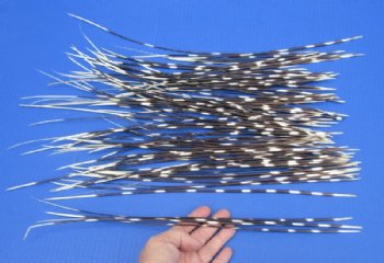 100 Thin Porcupine quills 10 to 18 inches for $70