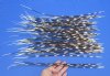 100 Thin Porcupine quills 10 to 18 inches - You are buying the quills shown for $70
