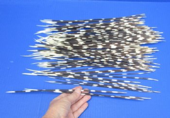 100 Thin Porcupine quills 11 to 14 inches for $70