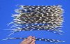 100 Thin Porcupine quills 12 to 17 inches - You are buying the quills shown for $70