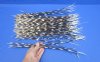 100 Thin Porcupine quills 13 to 18 inches - You are buying the quills shown for $70