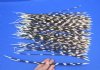 100 Thin Porcupine quills 14 to 17 inches - You are buying the quills shown for $70