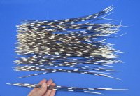 100 Thin Porcupine quills 12 to 17 inches - You are buying the quills shown for $70