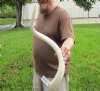 35 inch South African Kudu Inner Horn Core - You are buying the horn core shown in the photos for $32