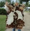 Real Goat Hide for sale (Capra aegagrus hircus) for sale 39 x 33 inches - review all photos - you are buying the goat hide pictured for $35 (Holes)