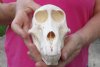 Wholesale Sub-Adult African Baboon skull, Chacma baboon (Papio Ursinus) commercial grade, measuring approximately 5-1/2" to 6-1/2" long.  You will receive skulls that look similar to those pictured @ $135 each. 3 pcs or more @ $120.00 each 
