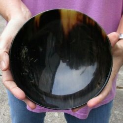 Polished Ox Horn, Cow Horn bowl 8 inches - For Sale for $20