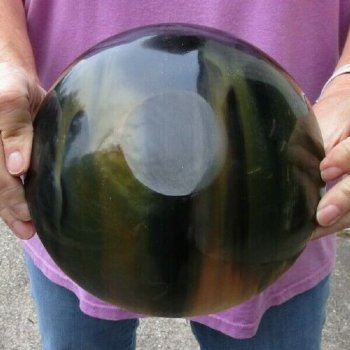 Polished Ox Horn, Cow Horn bowl 8 inches - For Sale for $20