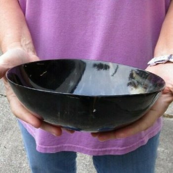 Polished Ox Horn, Cow Horn bowl 8 inches - Buy Now for $20