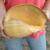 Huge Philippine crowned baler melon shell for sale 11 inches. Review all photos. You are buying this shell for $18