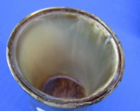 Wholesale Tan color Buffalo Viking Drinking Horn Shot Glass/cup with Brass Trim and Wood base - 3 inches tall - 2 pcs @ $7.75 each; 