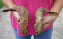 13 and 14 inch matching pair of ram sheep horns for sale for $18.00