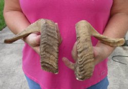 16 and 17 inch matching pair of ram sheep horns for sale for $18.00