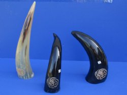 Wholesale Polished Buffalo Horns with Engraved Dragon - 11 inches to 13 inches - 2 pcs @ $16.50 each; 8 pcs @ $14.75 each