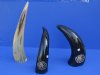 Wholesale Polished Buffalo Horns with Engraved Dragon - 11 inches to 13 inches around curve - Packed: 2 pcs @ $16.50 each; Packed: 8 pcs @ $14.75 each