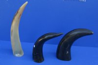 Wholesale Polished Cattle/Cow Horns with Engraved Dragon - 11 inches to 13 inches - 2 pcs @ $16.50 each; 8 pcs @ $14.75 each