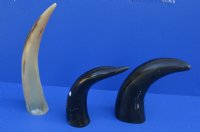 Polished Cattle/Cow Horns with Engraved Dragon 11  to 13 inch (2 pc, 8 pc)