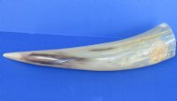 Wholesale Polished Cattle/Cow Horns with Engraved Dragon - 11 inches to 13 inches - 2 pcs @ $16.50 each; 8 pcs @ $14.75 each