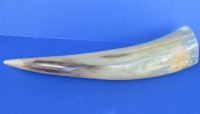 Polished Cattle/Cow Horns with Engraved Dragon 11  to 13 inch (2 pc, 8 pc)