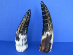 Wholesale Polished Cattle and Buffalo Horns with a spiral cut Design - 8 inches to 11 inches - 2 pcs @ $10.00 each; 12 pcs @ $9.00 each