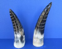 Polished Cattle/Cow Horns w/ spiral cut Design 8 to 11 inch (2 pc, 12 pc)