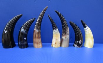 Polished Cattle/Cow Horns w/ spiral cut Design 8 to 11 inch (2 pc, 12 pc)