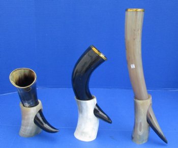 Wholesale Cattle/Cow Drinking horns with brass rim and horn stand 12 to 17 inch - 2 pcs @ $16.50 each; 8 pcs @ $14.85 each 