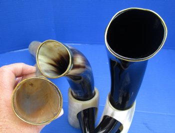 Wholesale Cattle/Cow Drinking horns with brass rim and horn stand 12 to 17 inch - 2 pcs @ $16.50 each; 8 pcs @ $14.85 each 