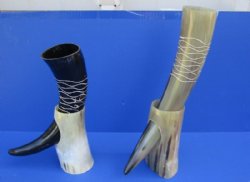 Wholesale Polished Engraved Cattle and Buffalo Horn with stand - 12 inches to 15 inches - $17.50 each; 8 pcs @ $15.50 each