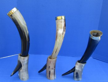 Wholesale Cattle/Cow Drinking horns with brass rim and horn stand 15 to 17 inch - 2 pcs @ $17.75 each; 8 pcs @ $15.95 each 