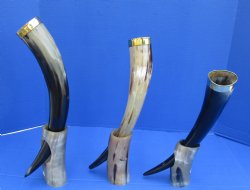 Wholesale Drinking horns with brass rim and horn stand 15 to 17 inch - 2 pcs @ $17.75 each; 8 pcs @ $15.95 each 