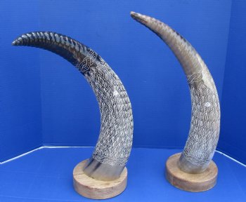 Wholesale 23 up to 26 inch Carved Cattle/Cow horns half spiral and half carved with 6 inch wooded round base - $65 each
