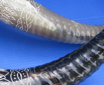 Wholesale 23 up to 26 inch Carved Cattle/Cow horns half spiral and half carved with 6 inch wooded round base - $65 each