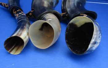 Decorative Carved Cattle/Cow horn and horn stand with a Sunburst Design  12 to 13 inch (2 pc, 8 pc)